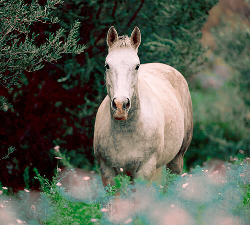 Fairytale Magical Horse