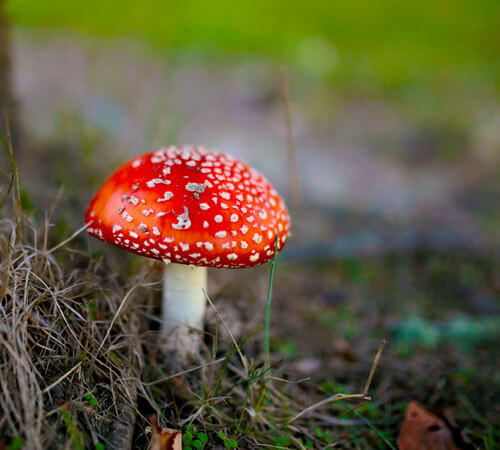 Fairytale Magical forest